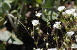 Oneflower stitchwort